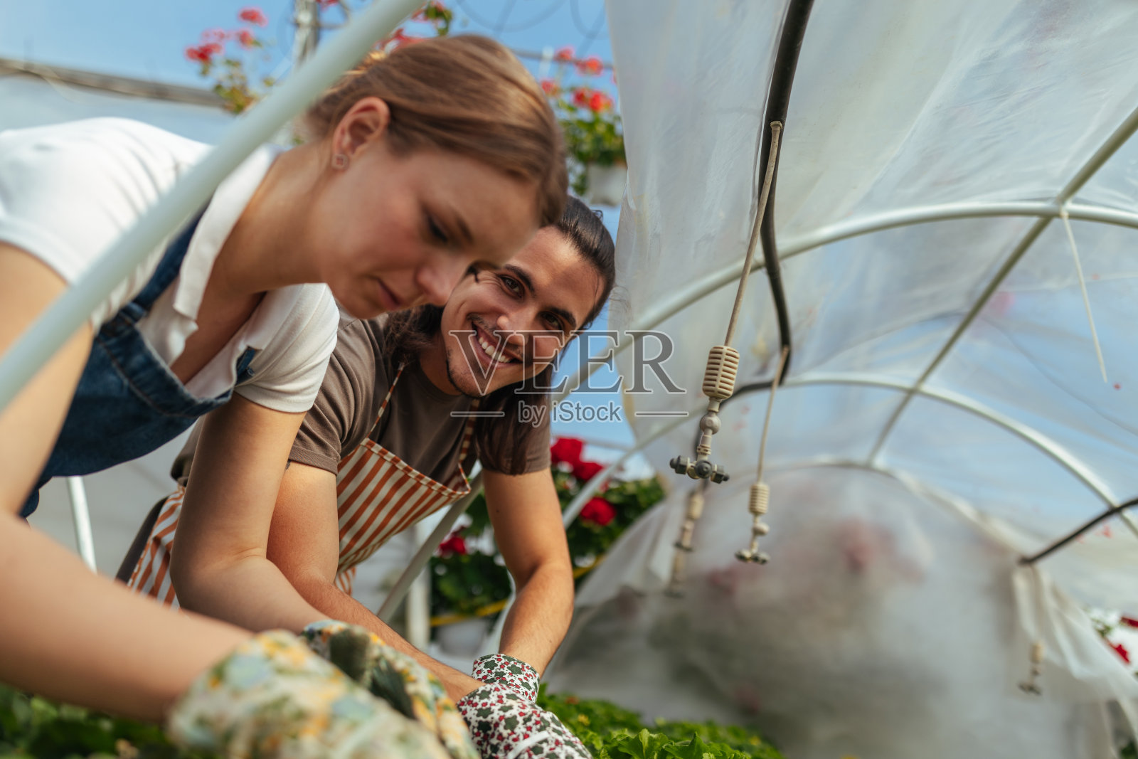 在温室里照料植物的园丁照片摄影图片