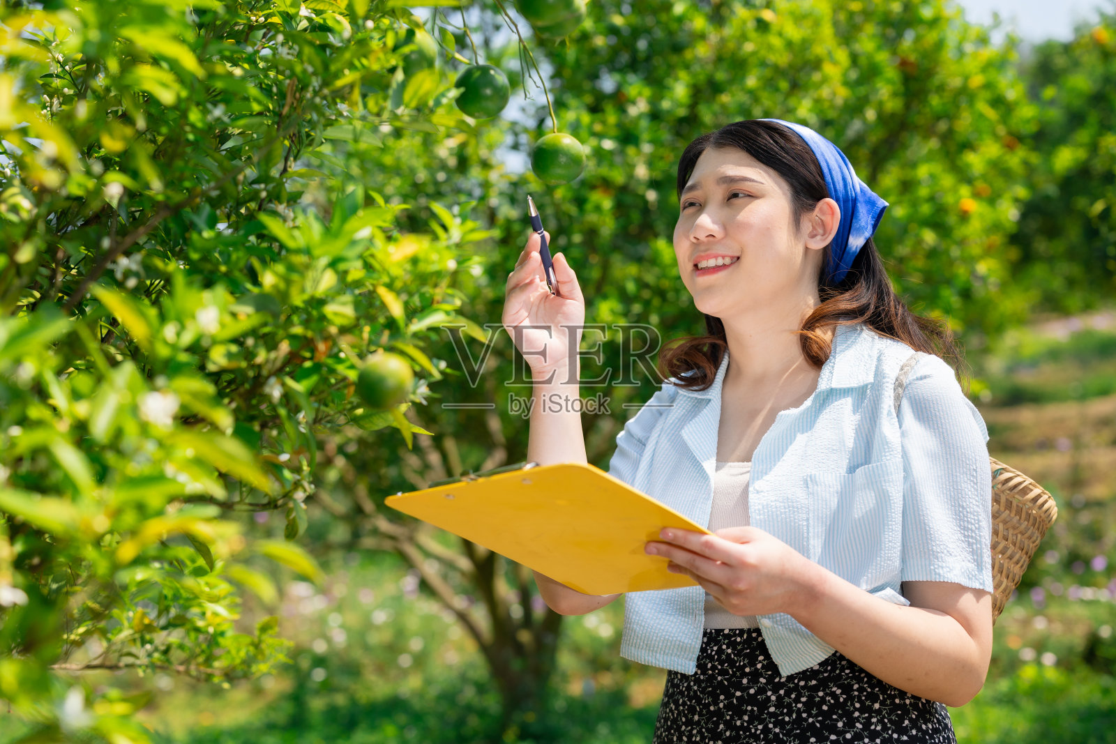 年轻女性植物科学家在橘子农场工作。在有机农业中收集植物资料的妇女。照片摄影图片