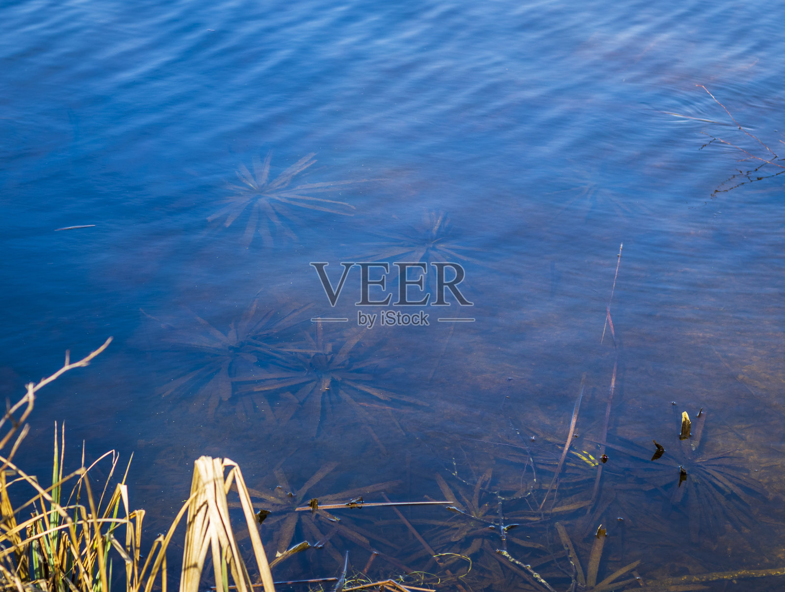 池塘底部的概念镜头。背景照片摄影图片