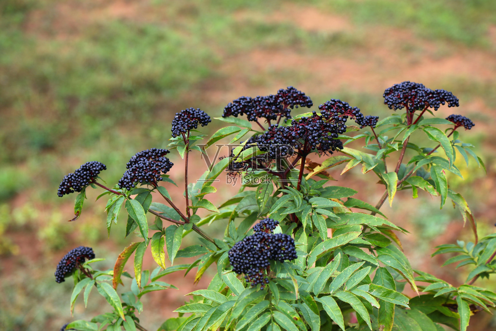 西班牙的矮接骨木药用植物照片摄影图片