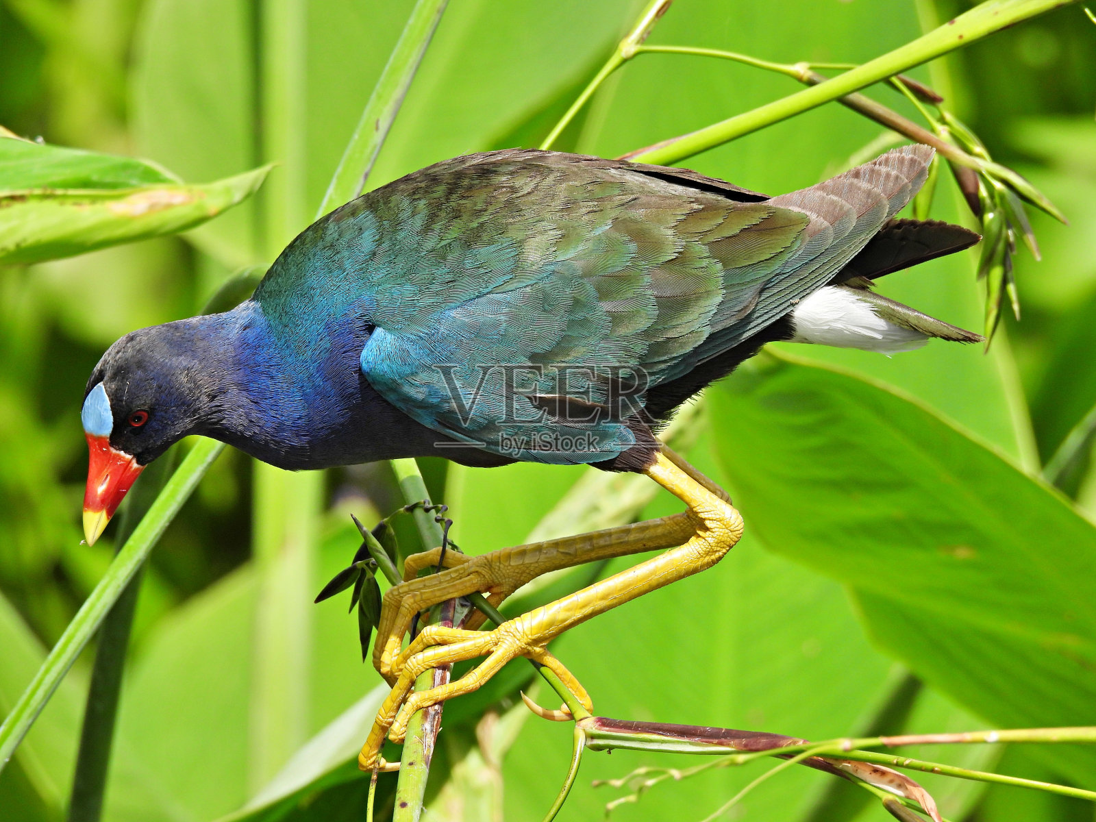 紫堇——栖息在鳄鱼旗植物上照片摄影图片