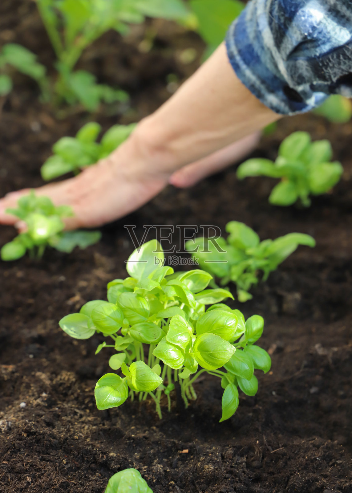 妇女在土壤中种植罗勒幼苗，特写。园艺的概念照片摄影图片