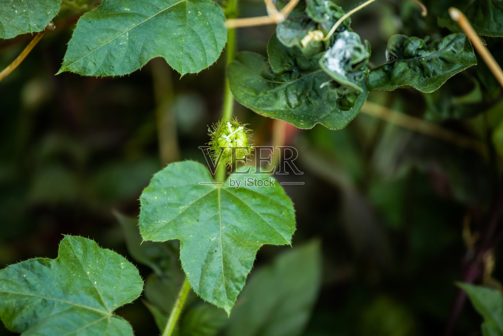 草地上的花照片摄影图片