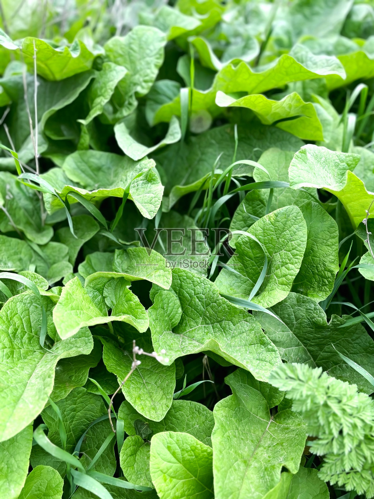 绿色的牛蒡叶生长在森林里照片摄影图片