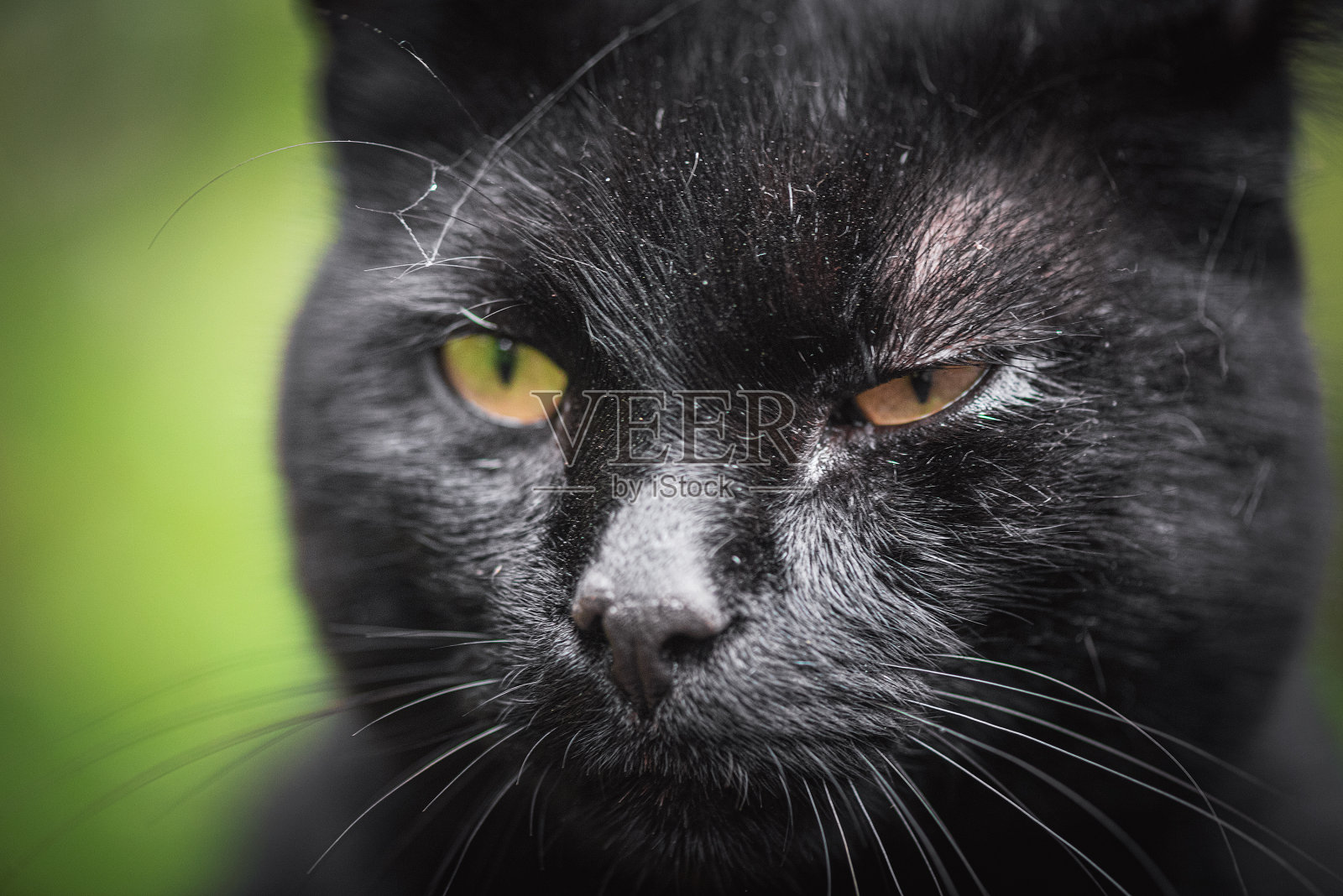 猫。照片摄影图片