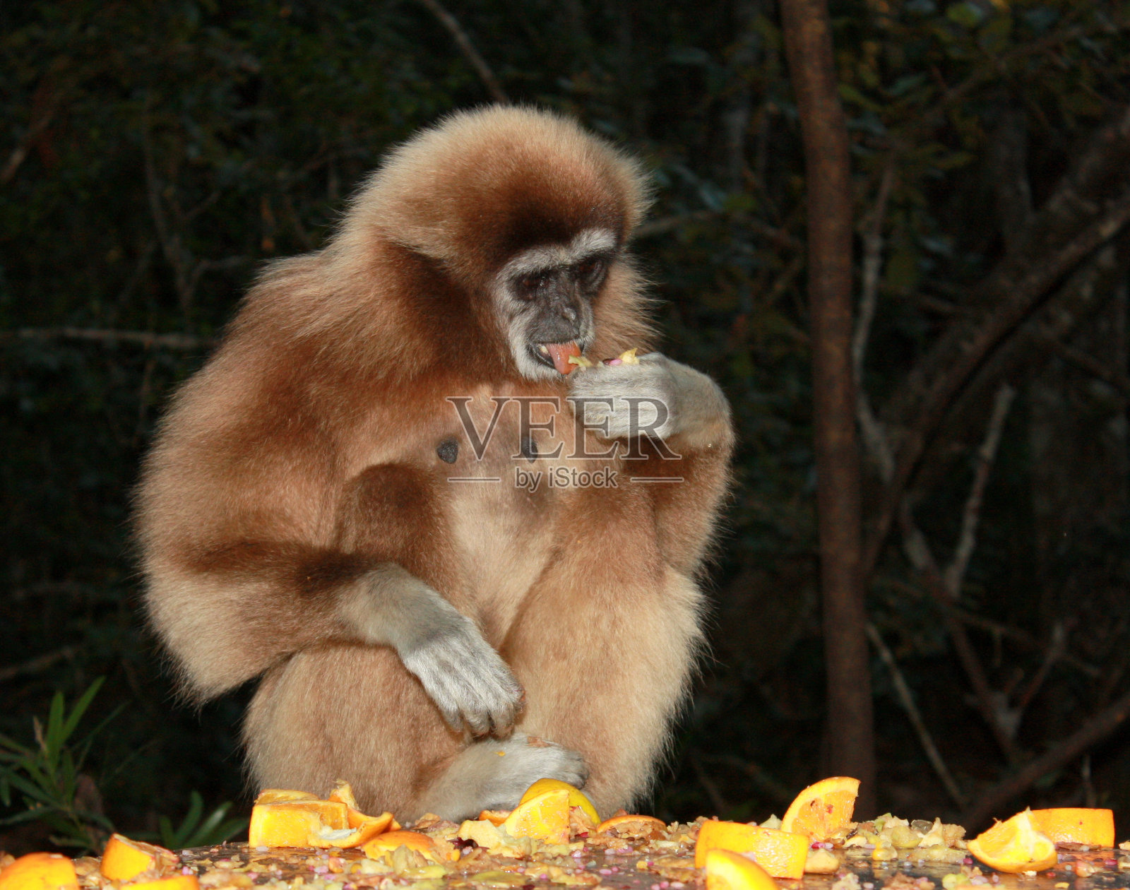 白脸白手的长臂猿照片摄影图片