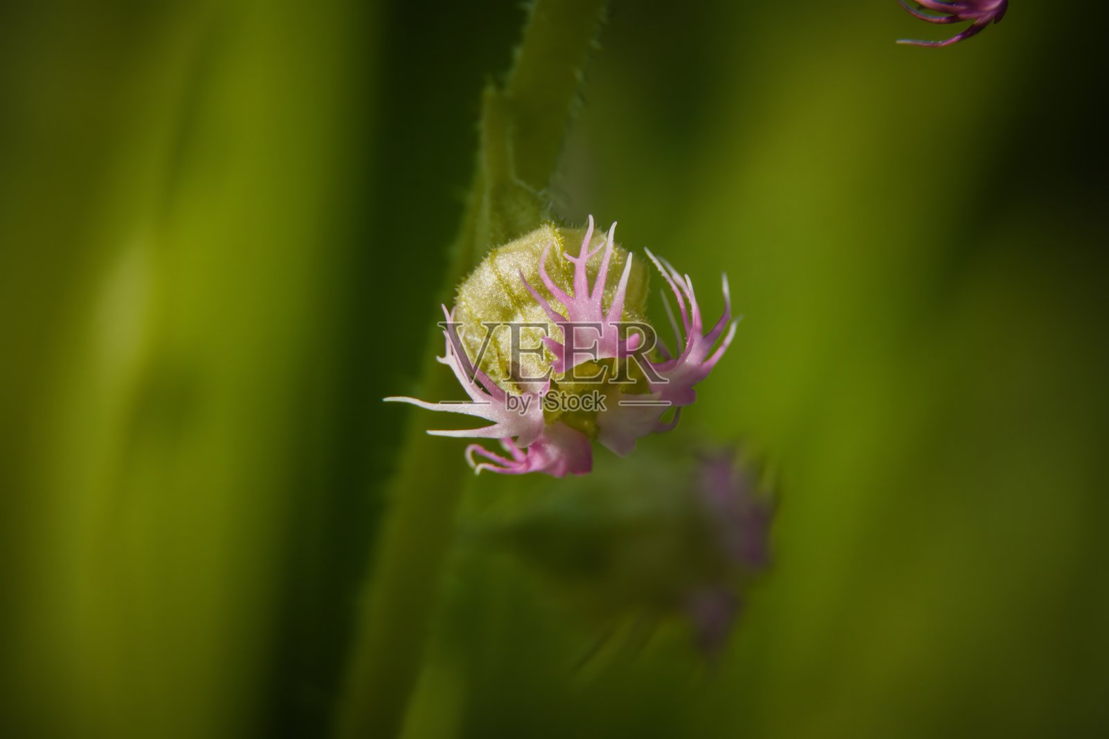 bigflower tellima照片摄影图片