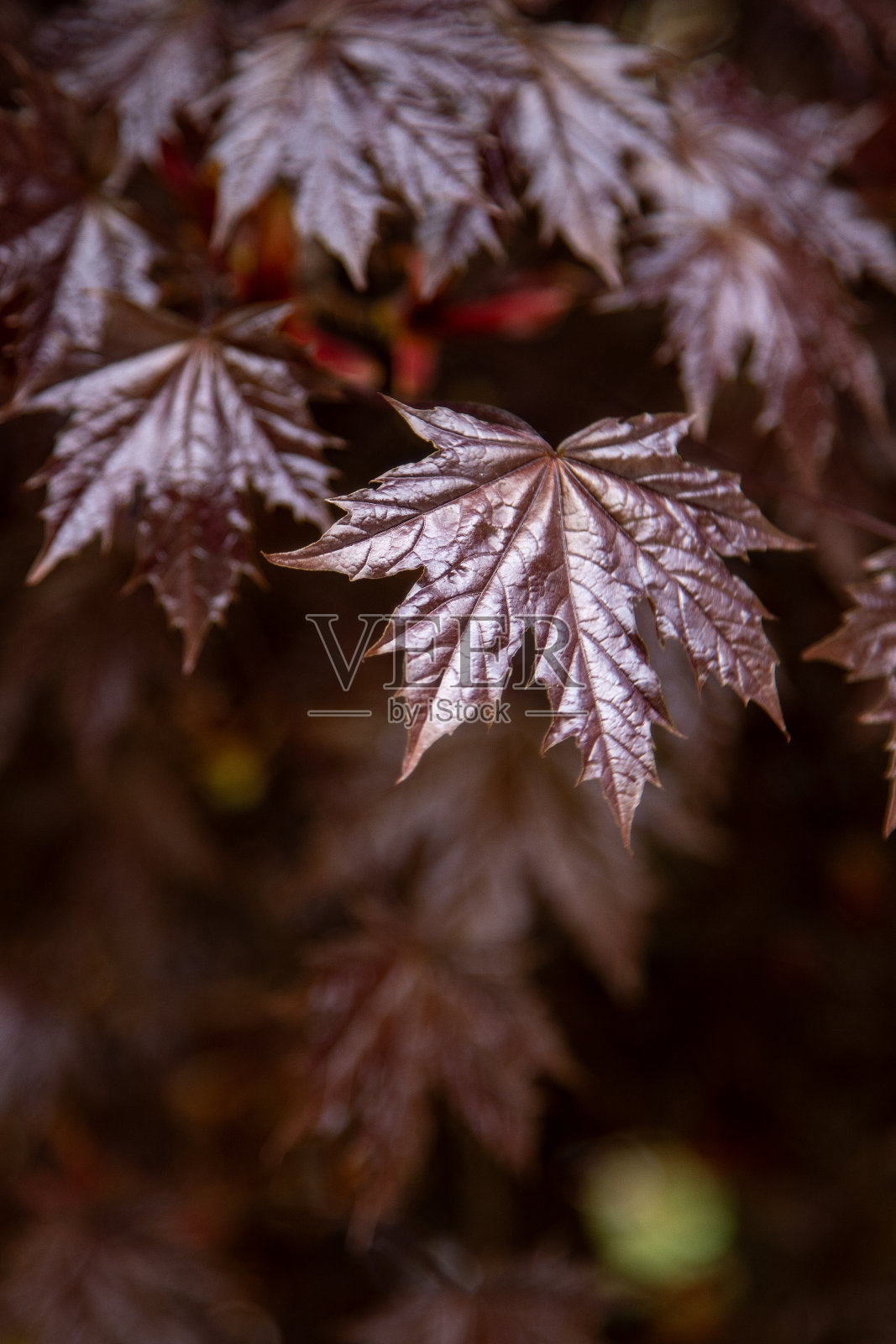 日本枫树的红叶。照片摄影图片