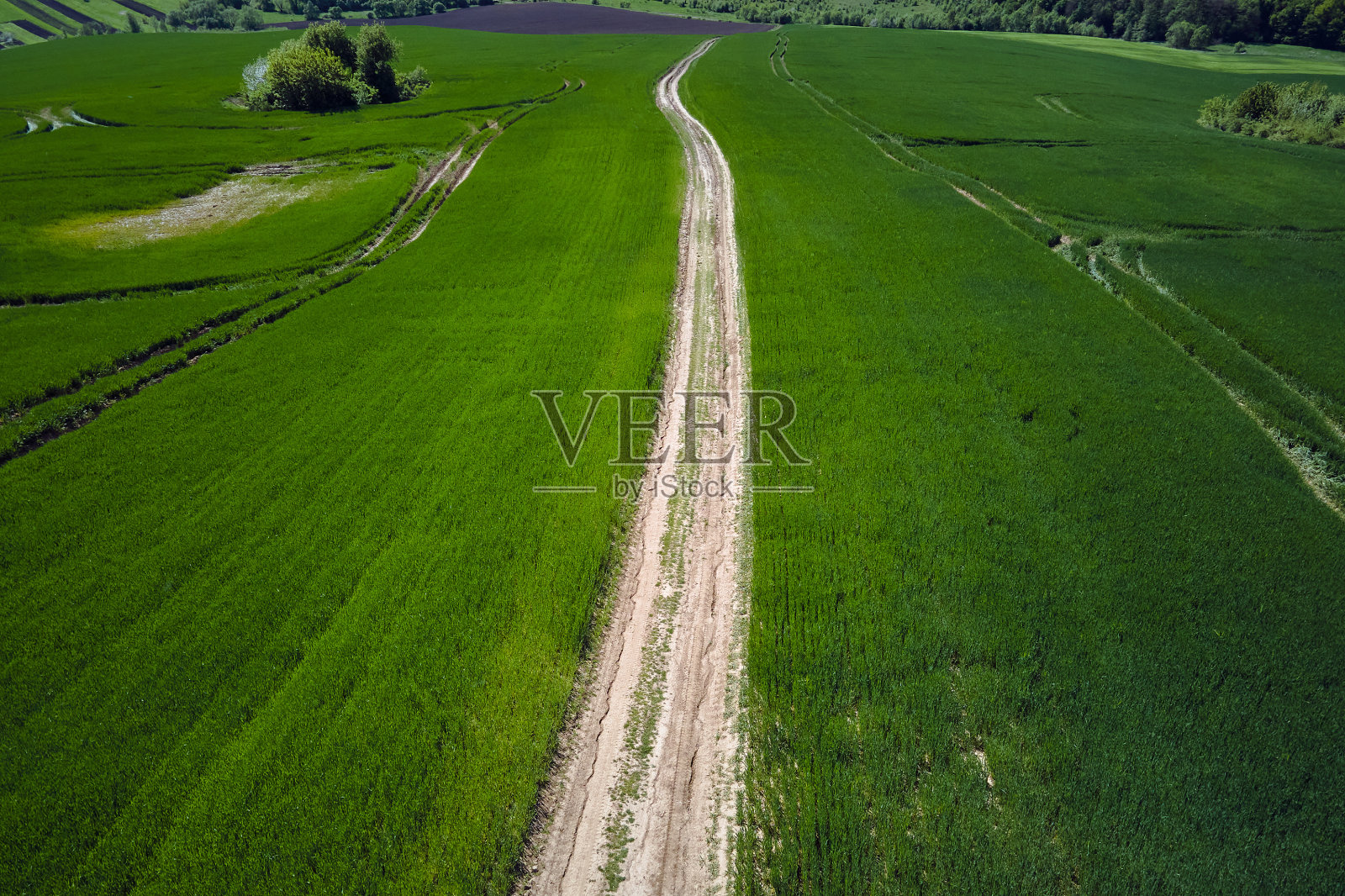 夏季农作物生长的农业耕地。绿色的农田。农业及农业产业照片摄影图片