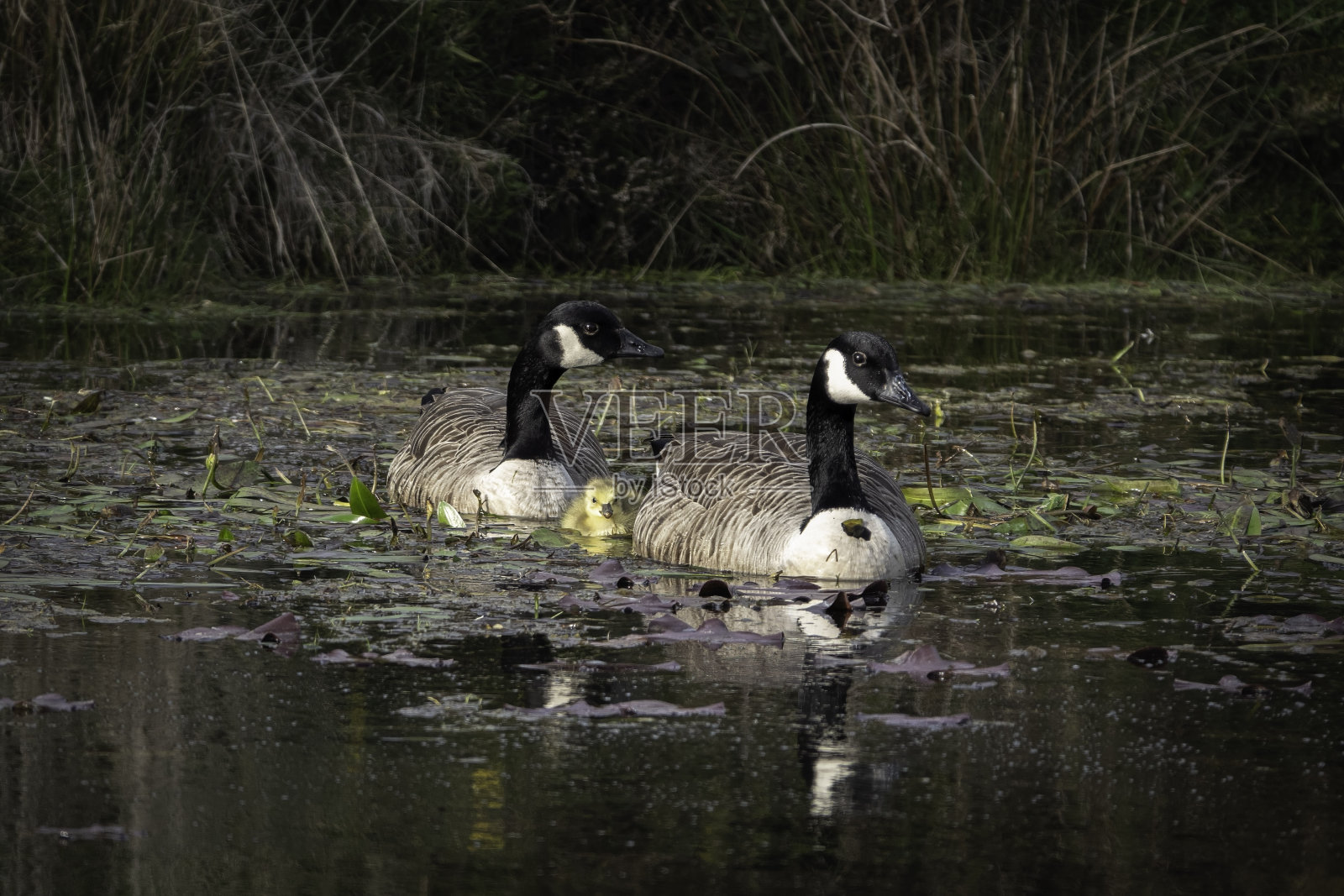 自然与野生动物照片摄影图片