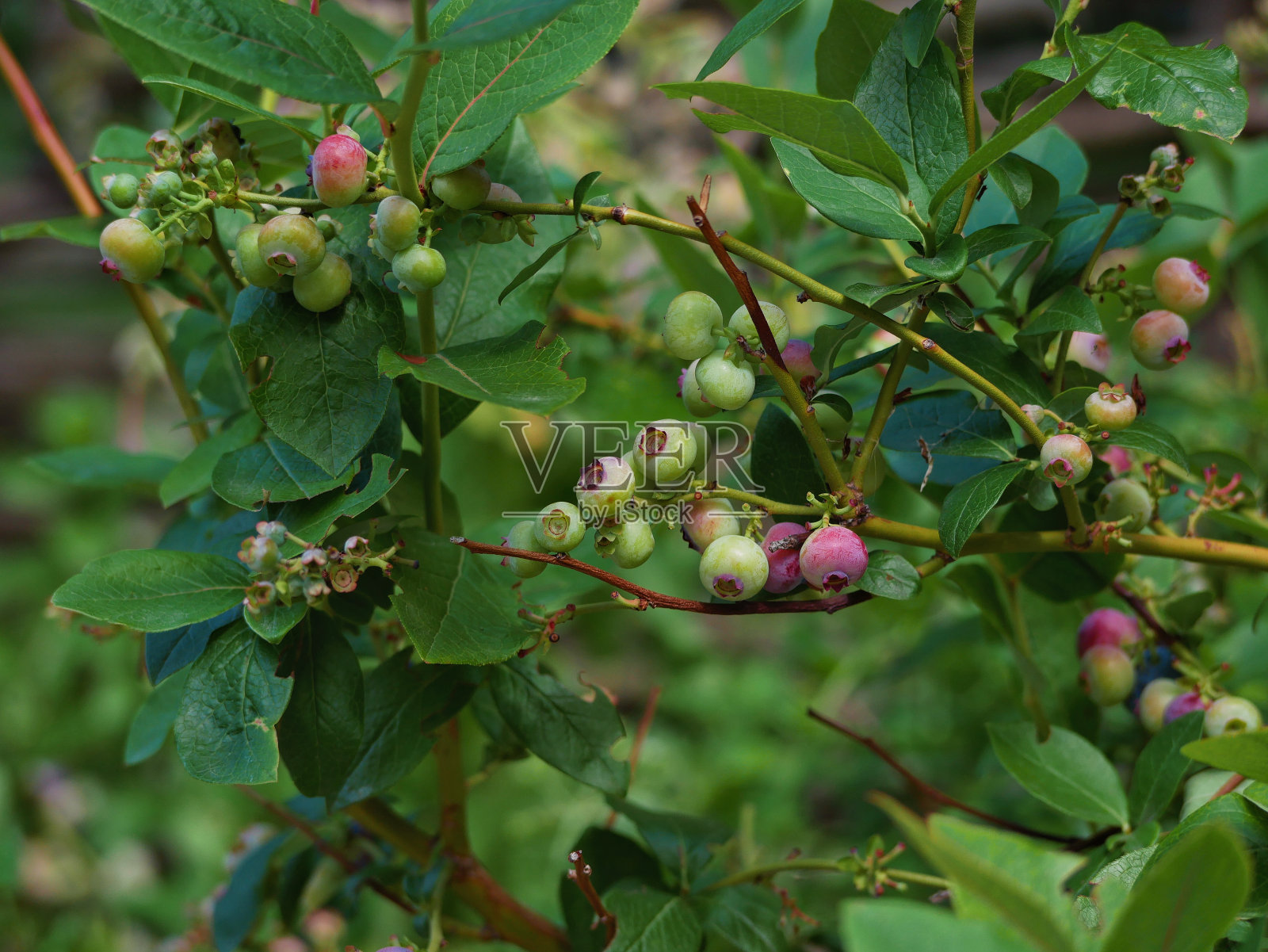 有未成熟浆果的蓝莓丛。生态生物农产品照片摄影图片