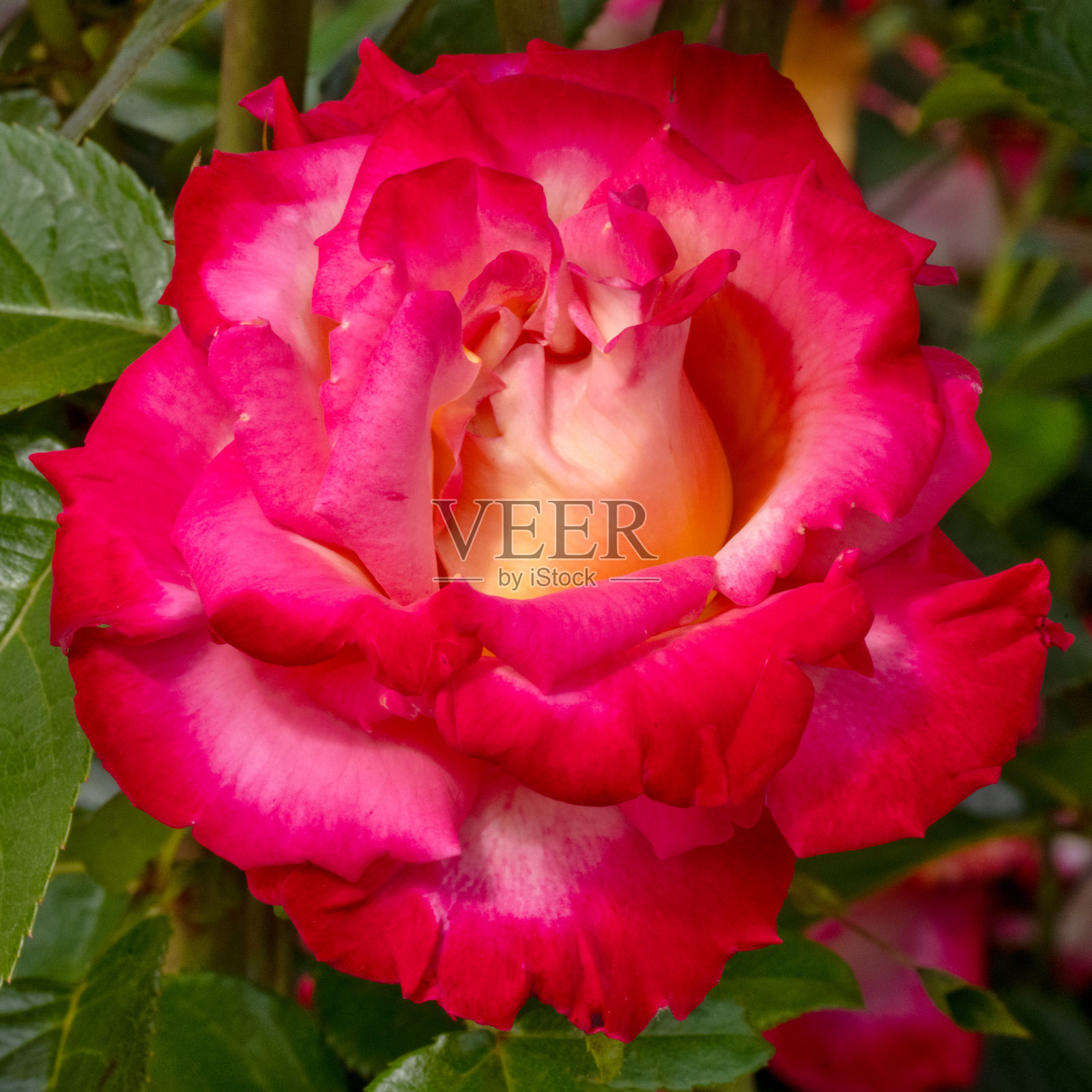 迪克·克拉克·罗斯照片摄影图片