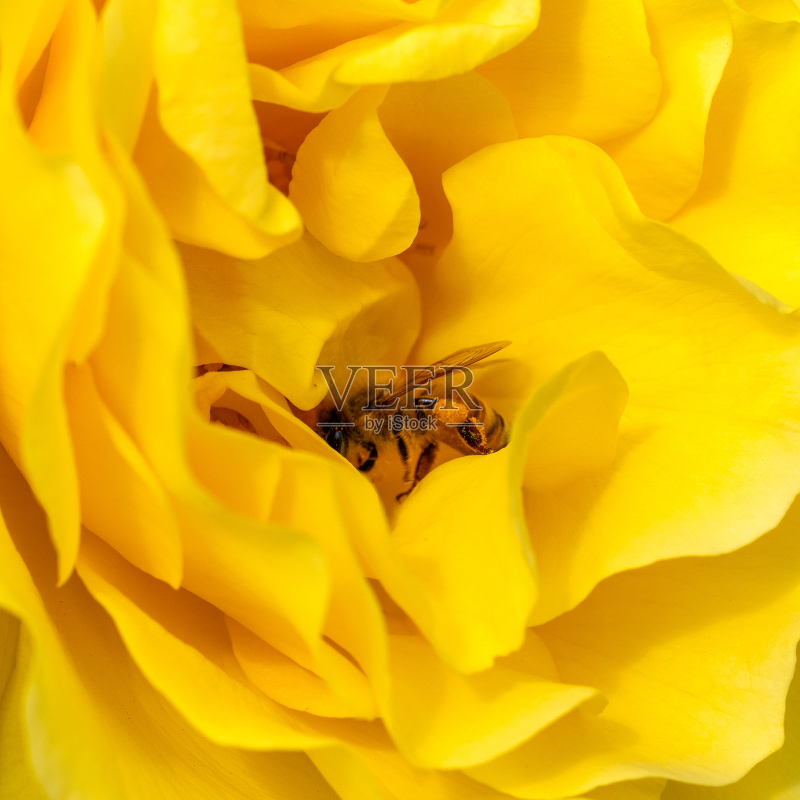 蜜蜂照片摄影图片