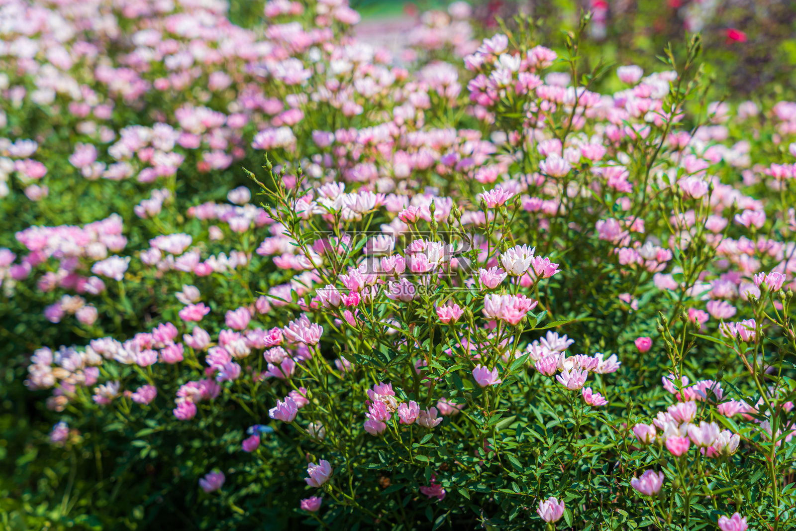 在绿色的自然背景下，在国家公园花园的自然步道上观赏山景照片摄影图片