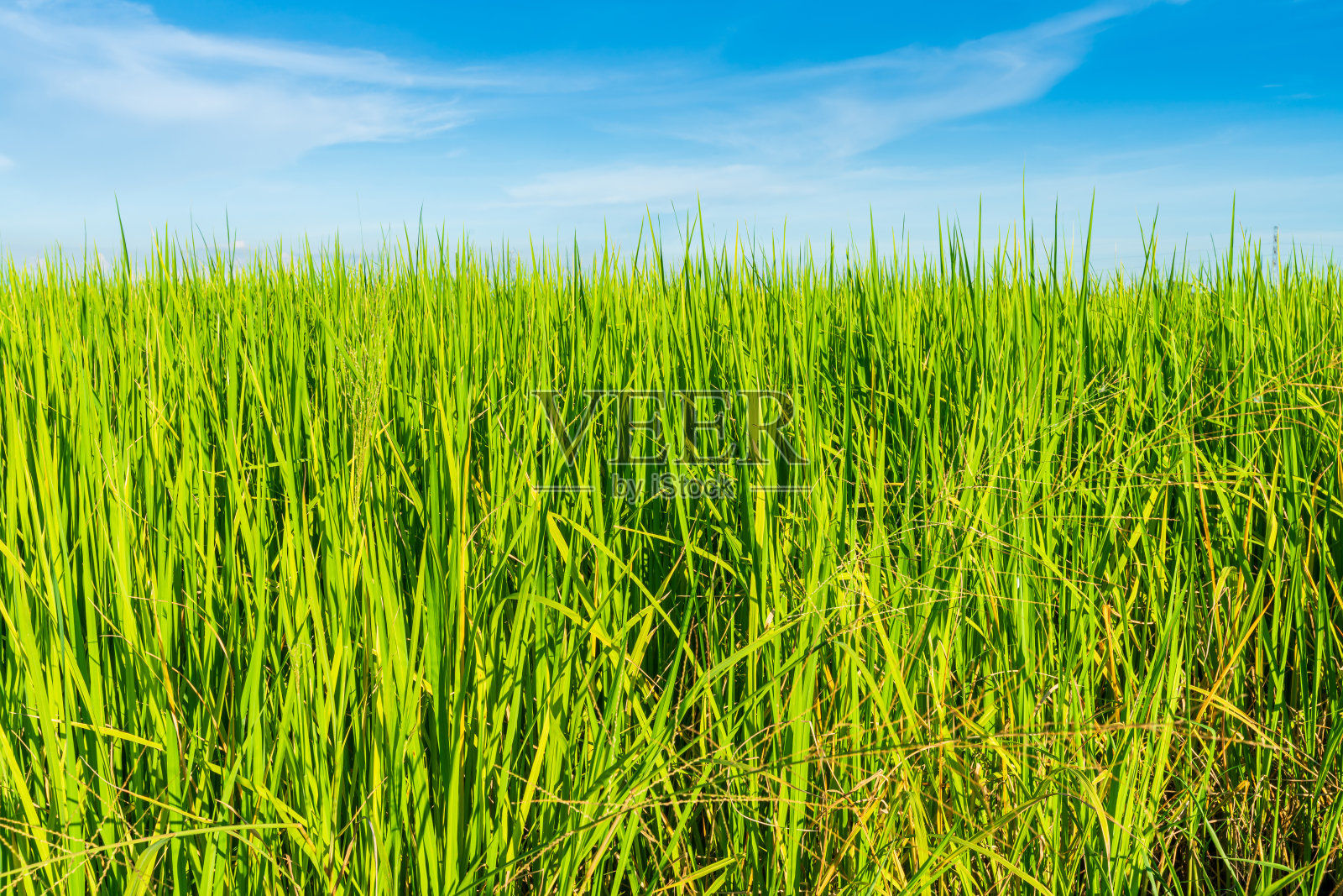 风景秀丽的稻田、草地、玉米地或亚洲乡村农业收获与白云蓝天日光背景。照片摄影图片