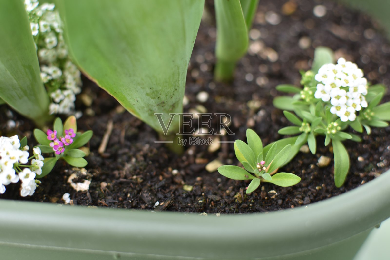 香雪球照片摄影图片