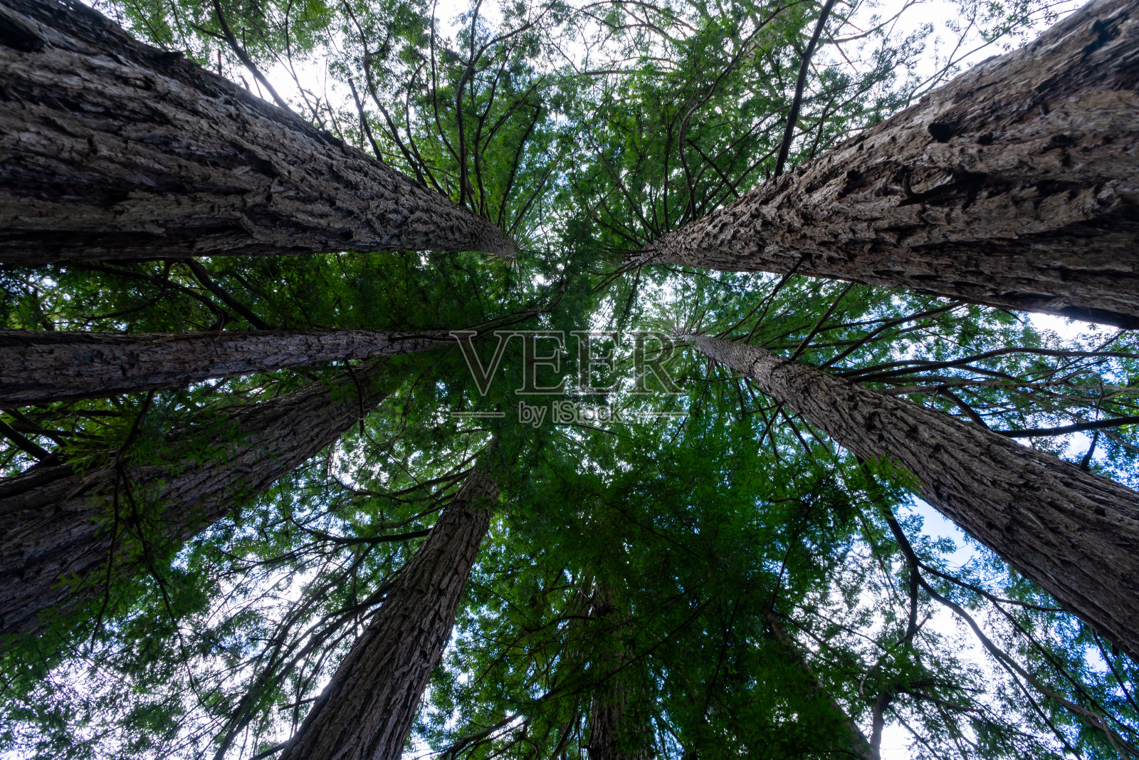 缪尔森林国家纪念碑的景色照片摄影图片