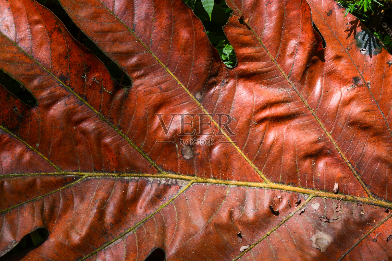 干了的面包果叶子落在地上。照片摄影图片