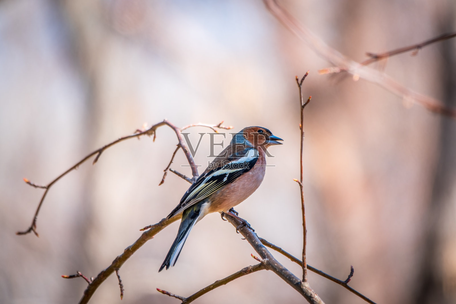 普通的苍头燕雀(Fringilla coelebs)坐在树上。野生动物中常见的苍头燕雀。照片摄影图片