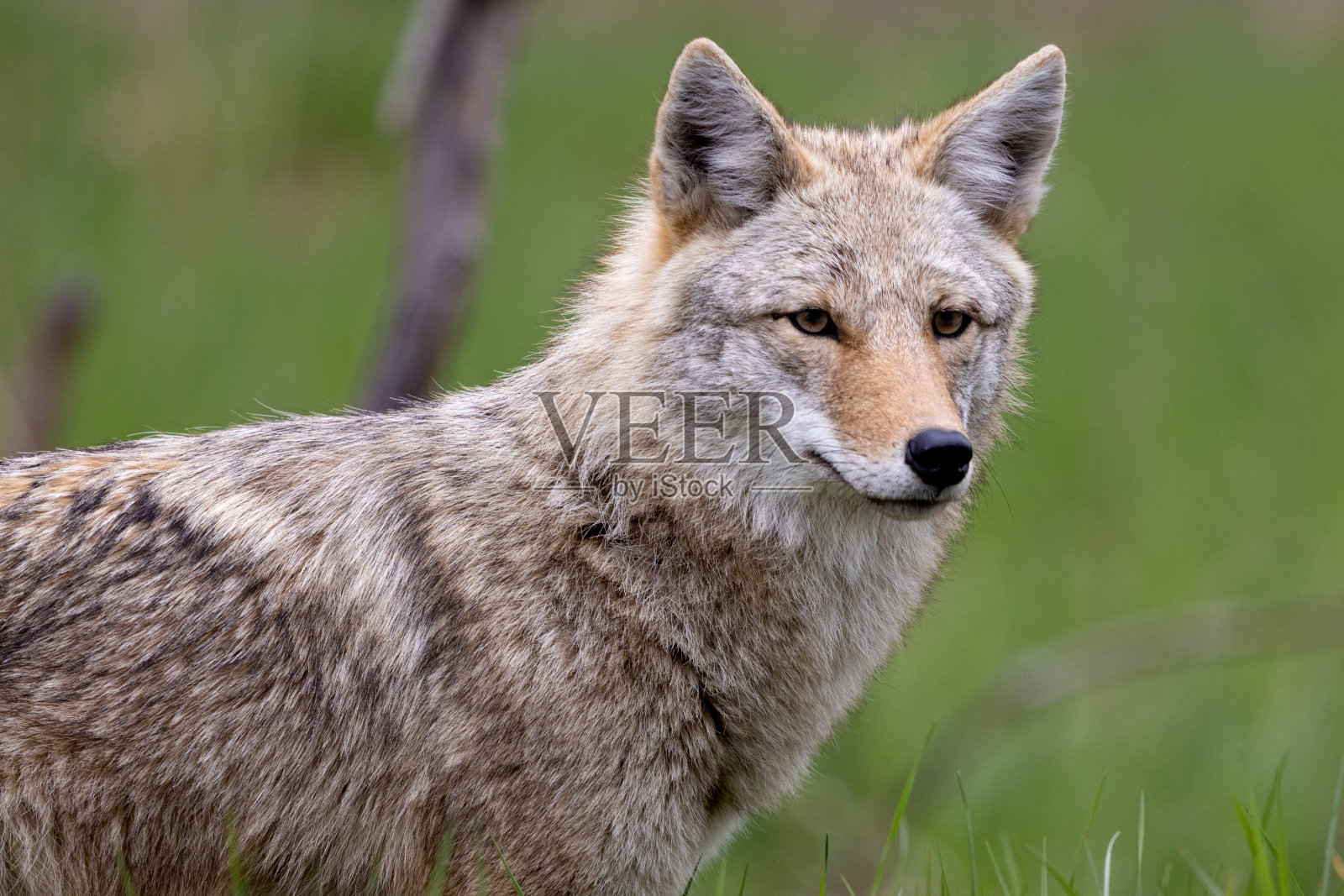 特写绿背景野狼照片摄影图片