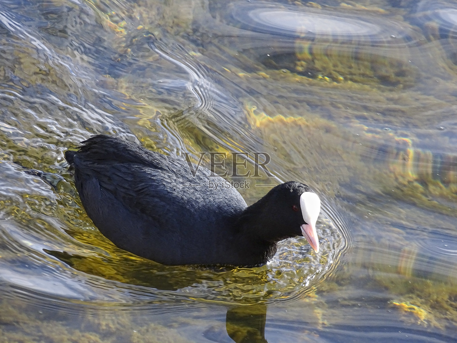 欧洲的傻瓜照片摄影图片
