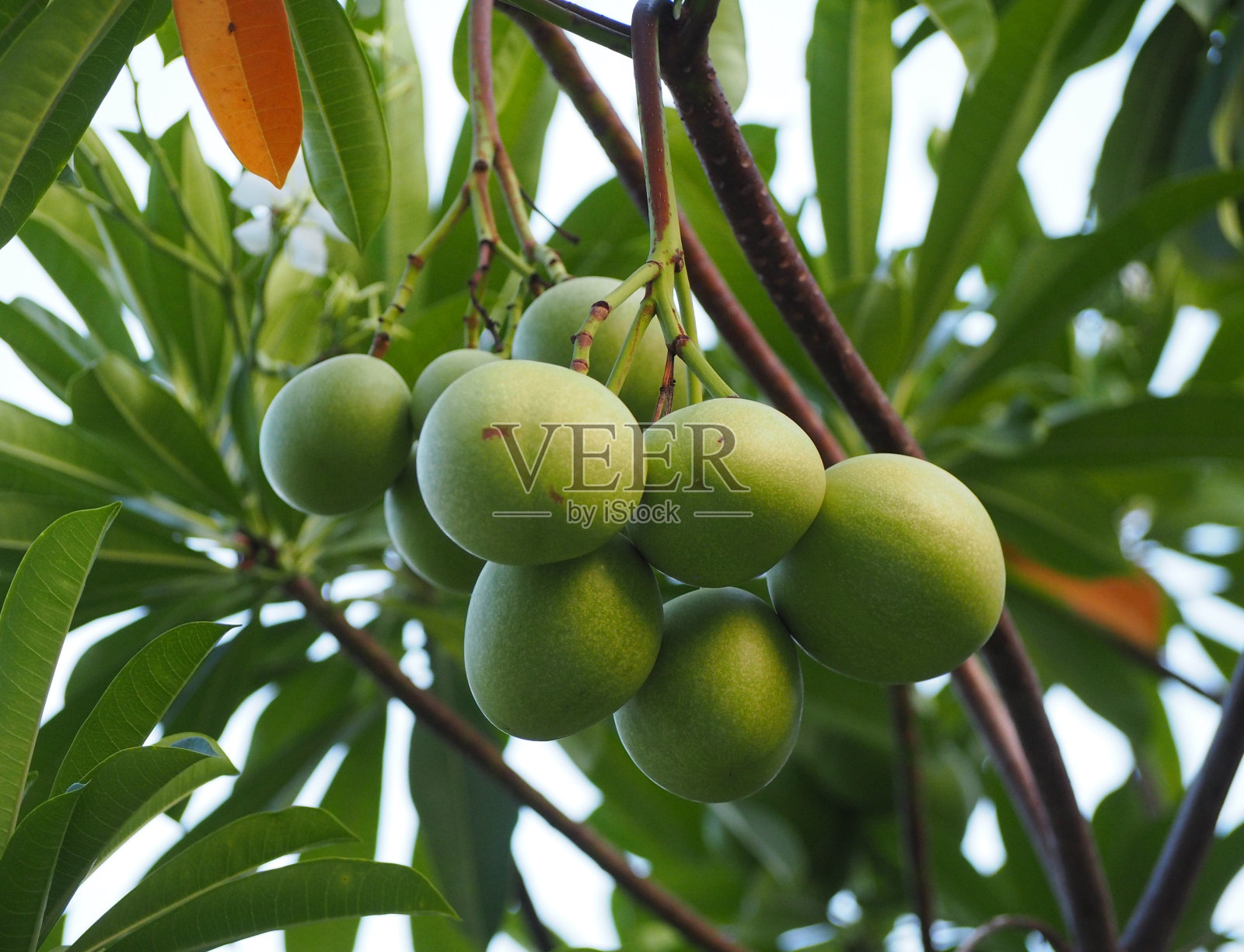 芒果在树上照片摄影图片
