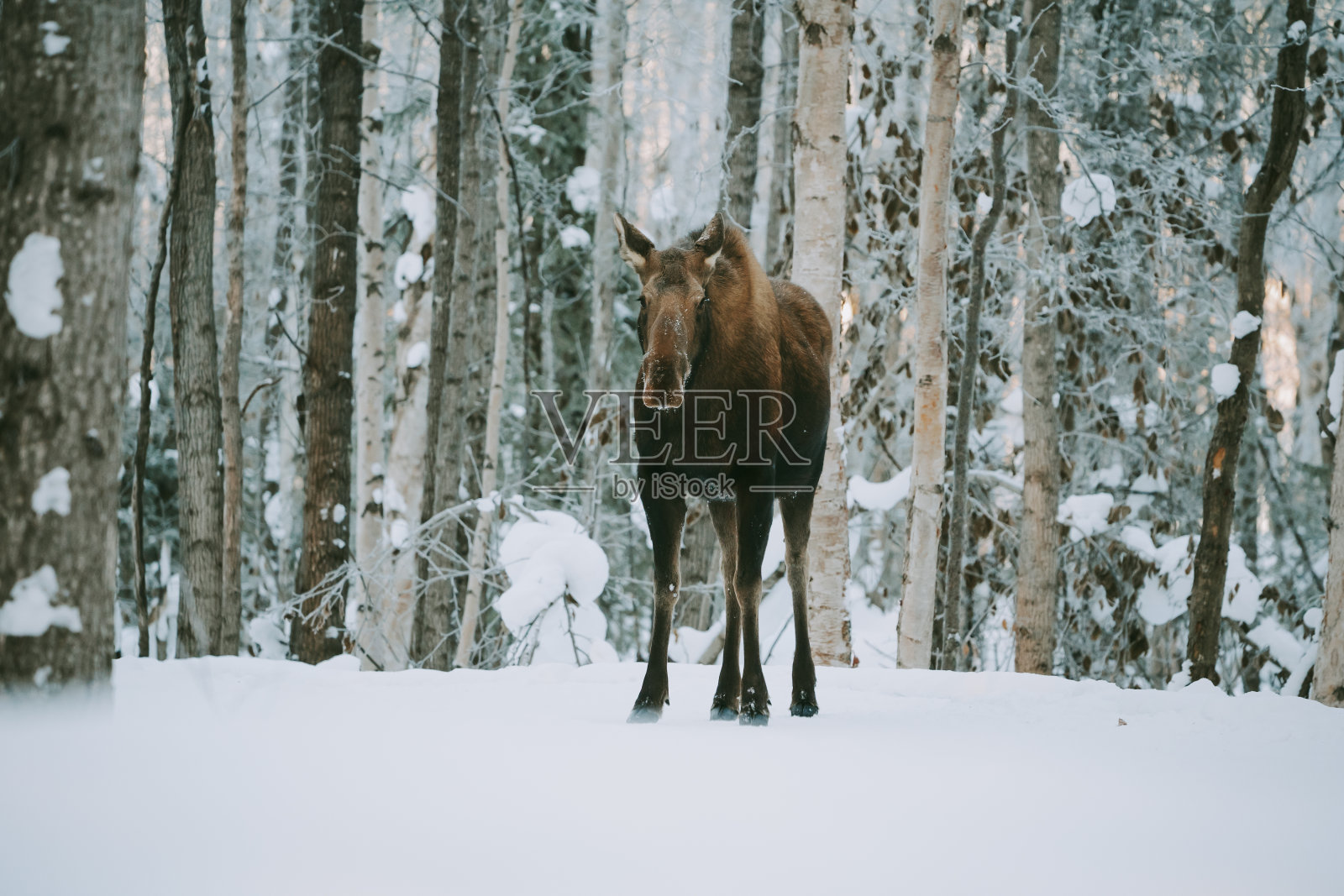 在美国阿拉斯加的雪地里觅食的驼鹿照片摄影图片