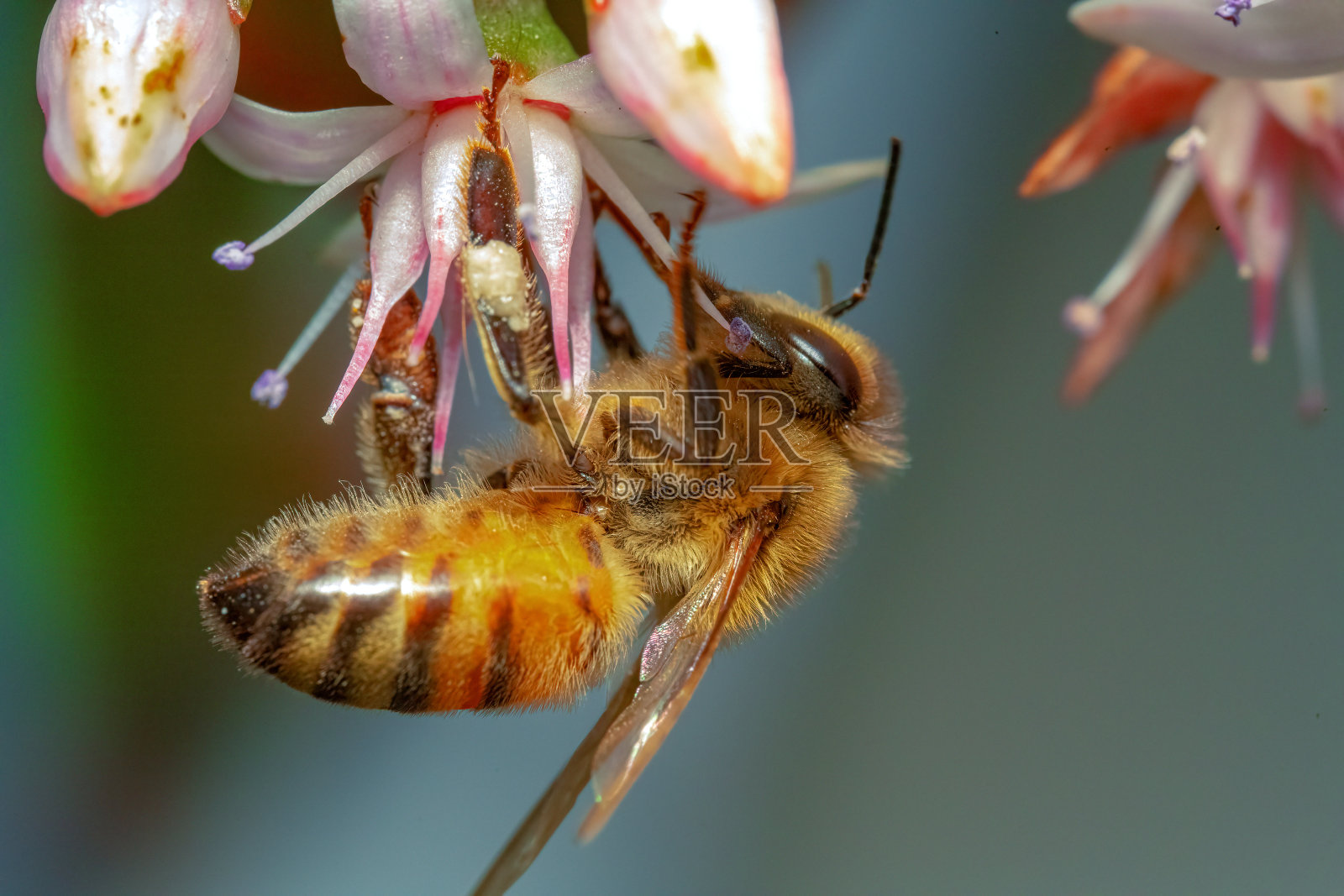 打开宏观。照片摄影图片