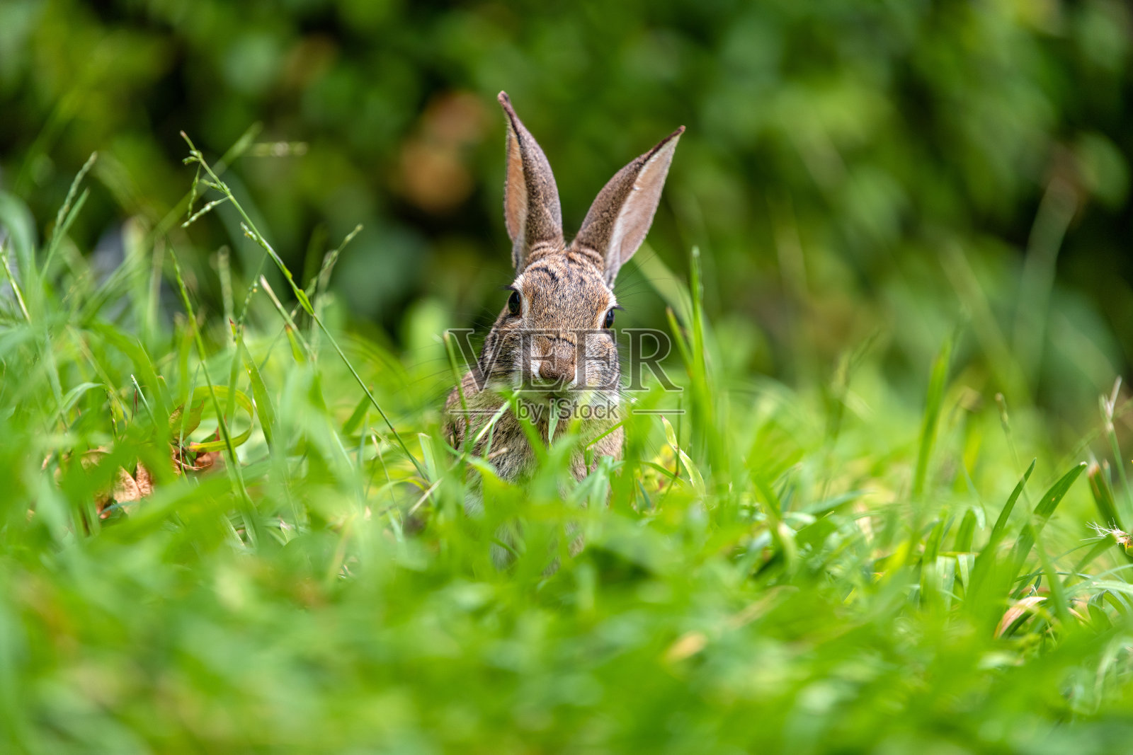 野生兔子。照片摄影图片