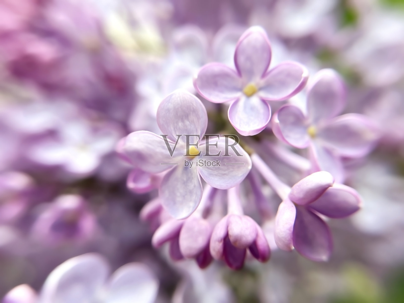 丁香的紫罗兰花特写照片摄影图片