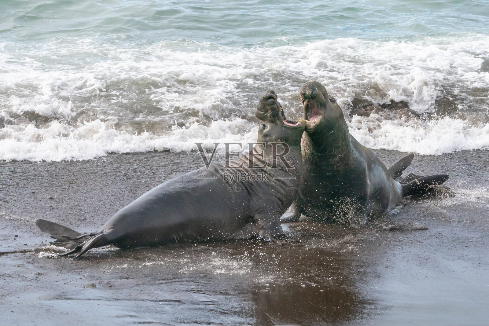 加利福尼亚海滩上的海象照片摄影图片