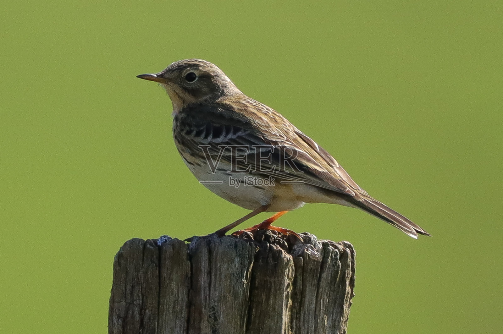 野蜂(Anthus pratensis)照片摄影图片