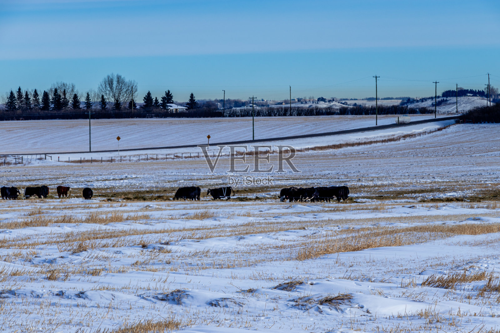 下雪的农民田地，加拿大阿尔伯塔省洛基维尤县照片摄影图片