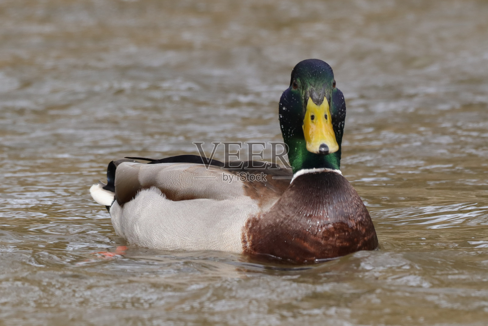 鸭耳草(鸭耳草)照片摄影图片
