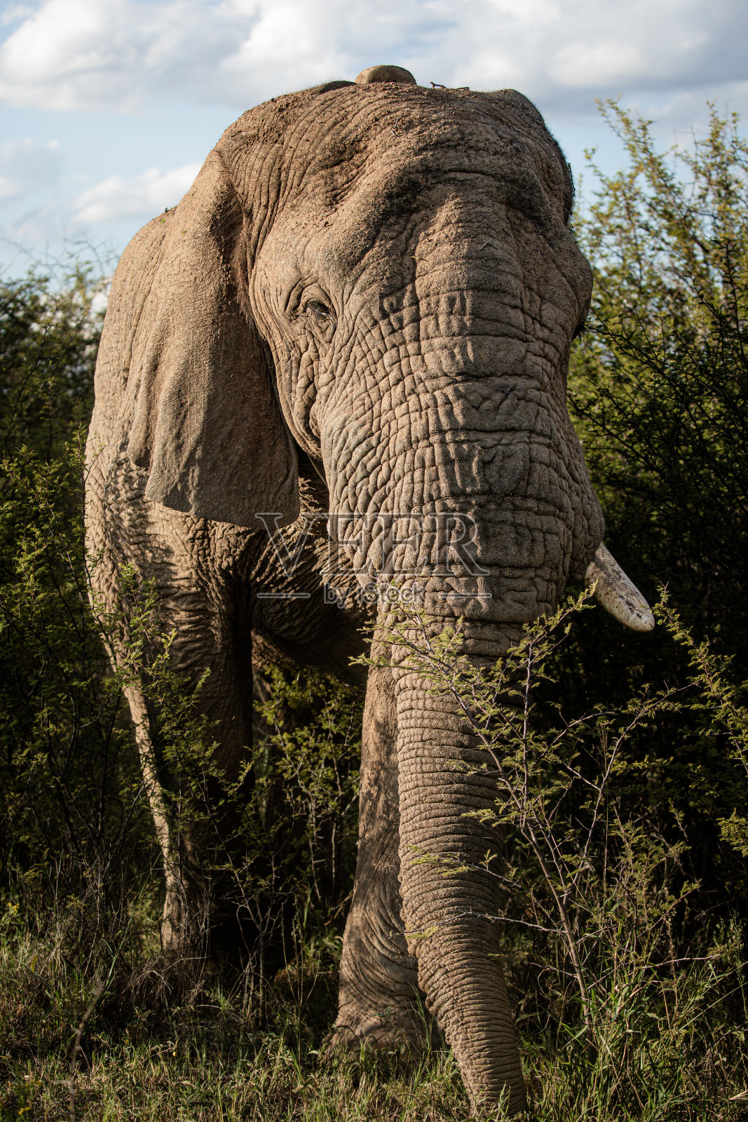 大象照片摄影图片