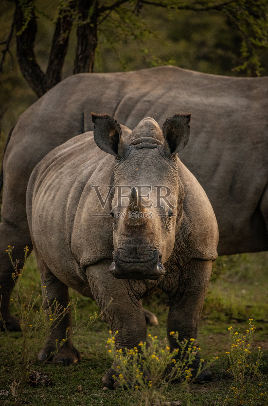 小犀牛照片摄影图片
