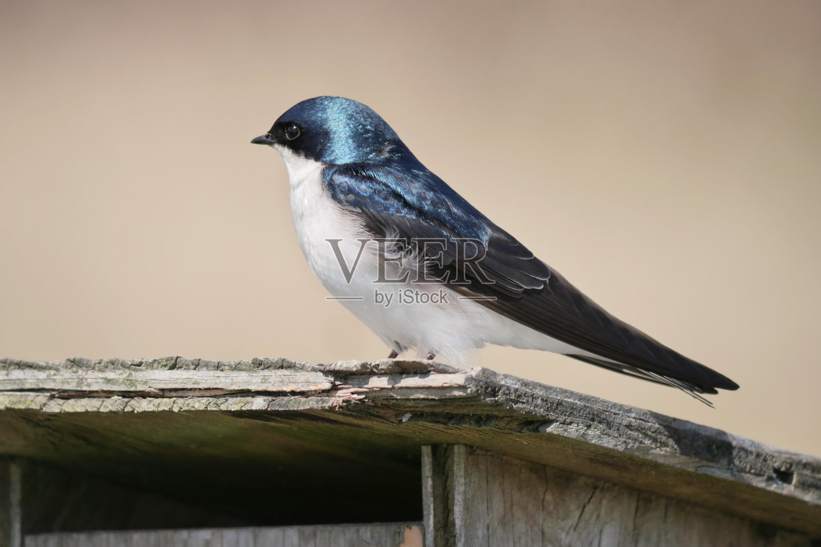 皮特河堤坝风景点的鸟舍上栖息的树燕照片摄影图片