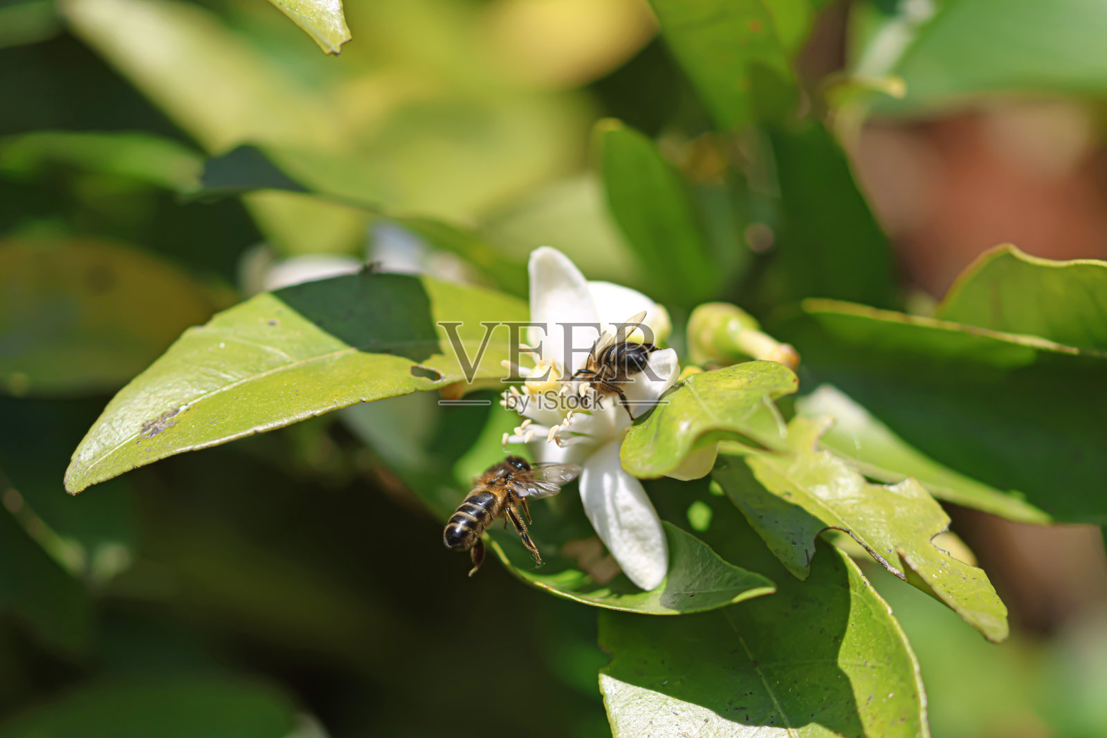 一只蜜蜂在一棵开花的橘子树上收集花粉照片摄影图片