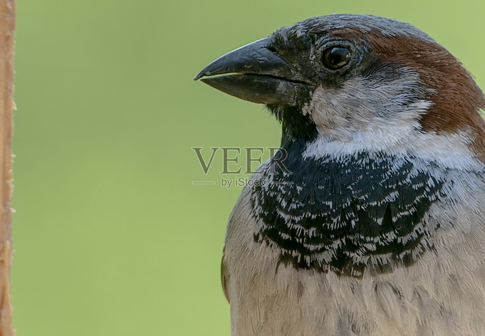 雀鸟喂食器上的麻雀特写照片摄影图片