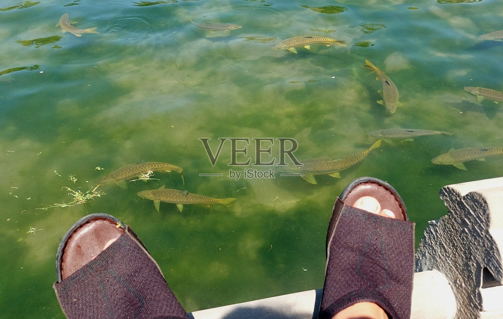 华苑淡水湖里的鱼照片摄影图片