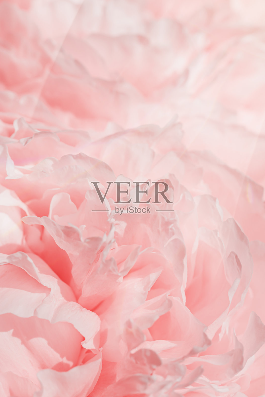 牡丹花春假花花唯美自然特写图案，植物背景，花卉俯视图照片，浅粉白色盛开的花朵，风景美丽自然壁纸，阳光照片摄影图片