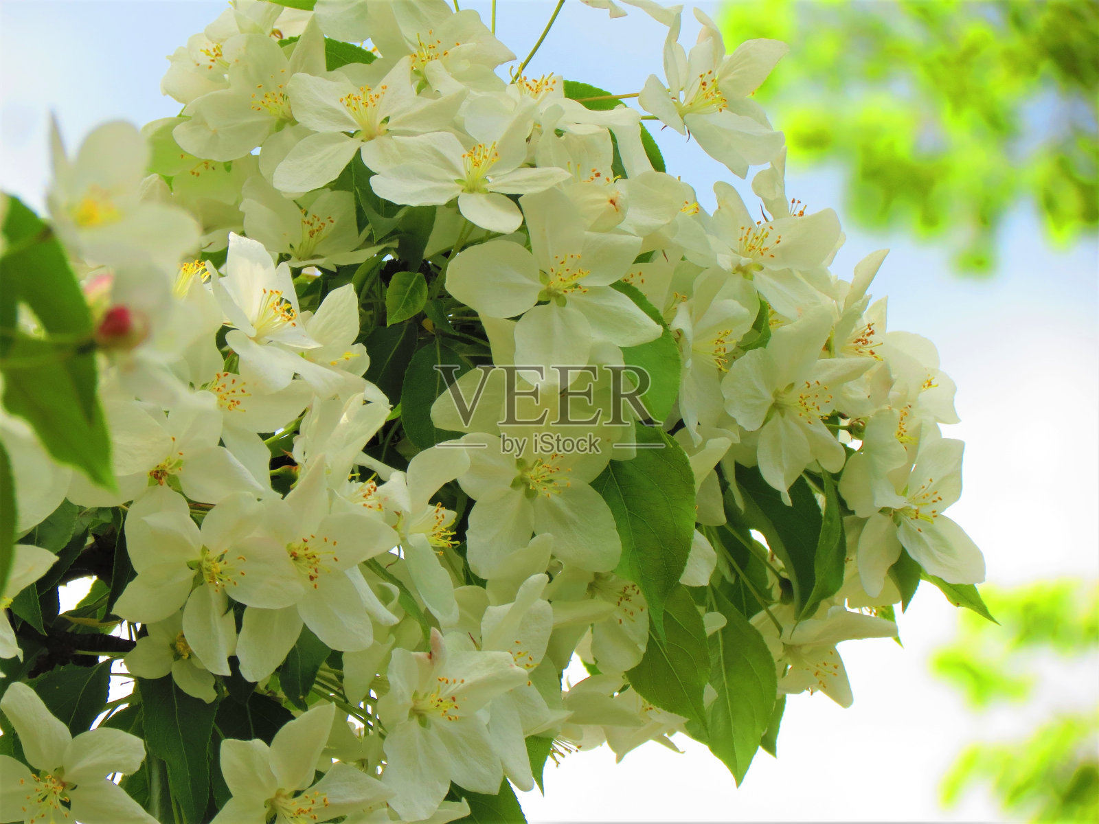 苹果树的花。照片摄影图片