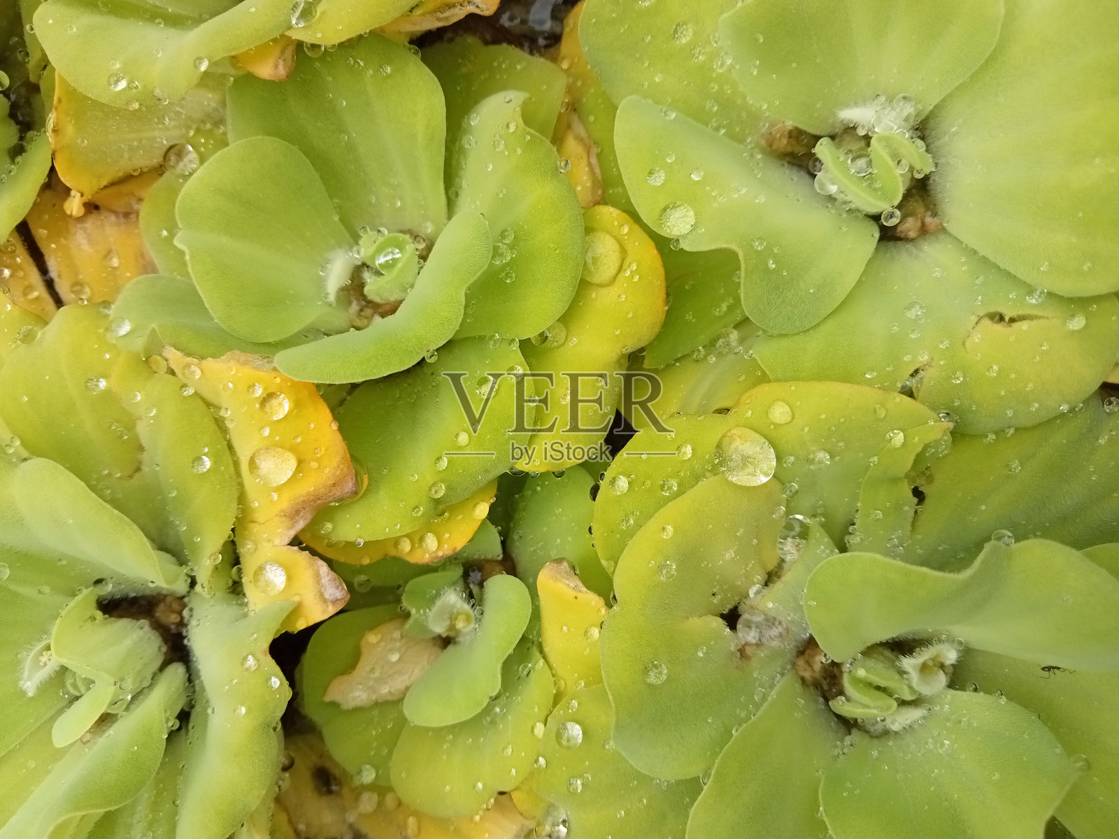 绿水植物照片摄影图片