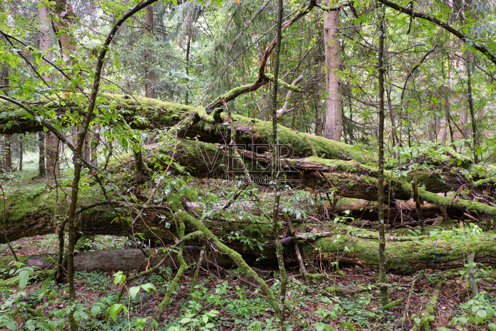有角梁和橡树的落叶林照片摄影图片