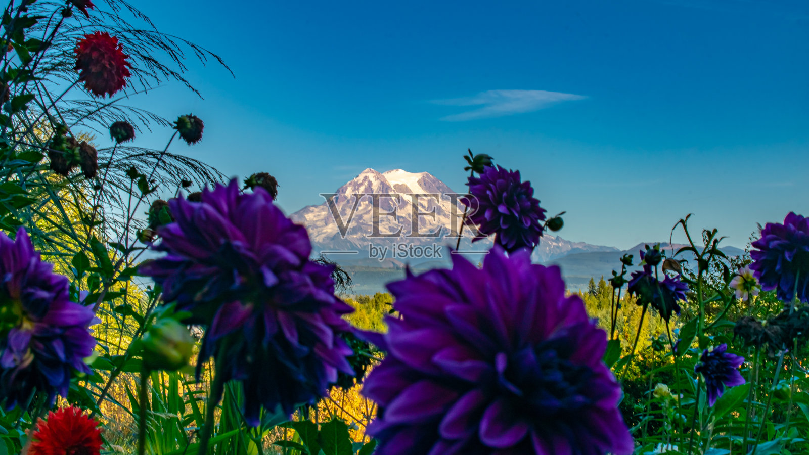 雷尼尔山，透过一片野花望去。照片摄影图片