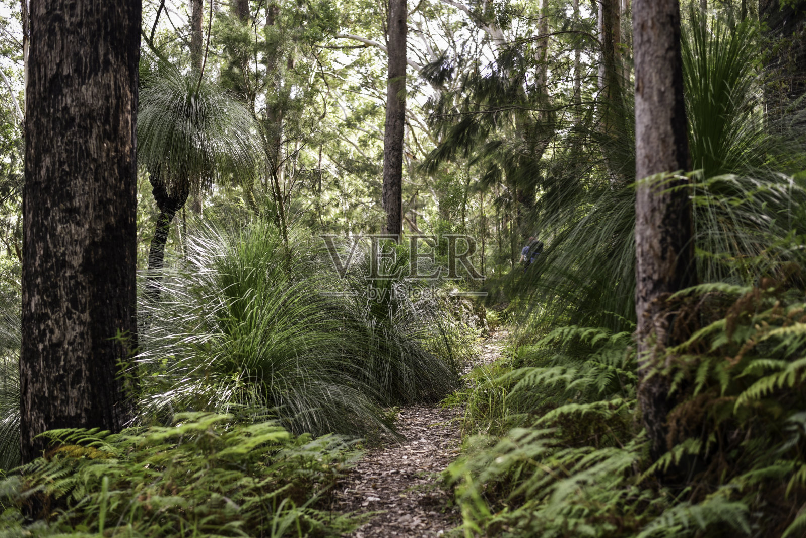 徒步前往布拉德拉的阿鲁姆山照片摄影图片
