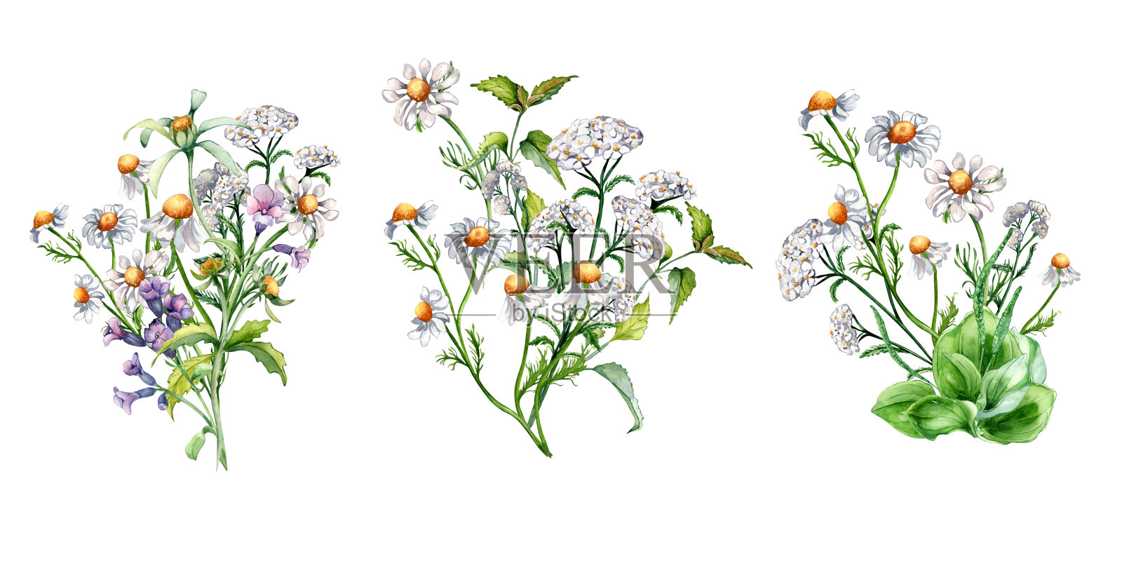 一套草地药用花水彩插图孤立的白色。植物风格的束花草本植物。车前草、洋甘菊、荨麻、千叶水蛭手绘。包装设计插画图片素材