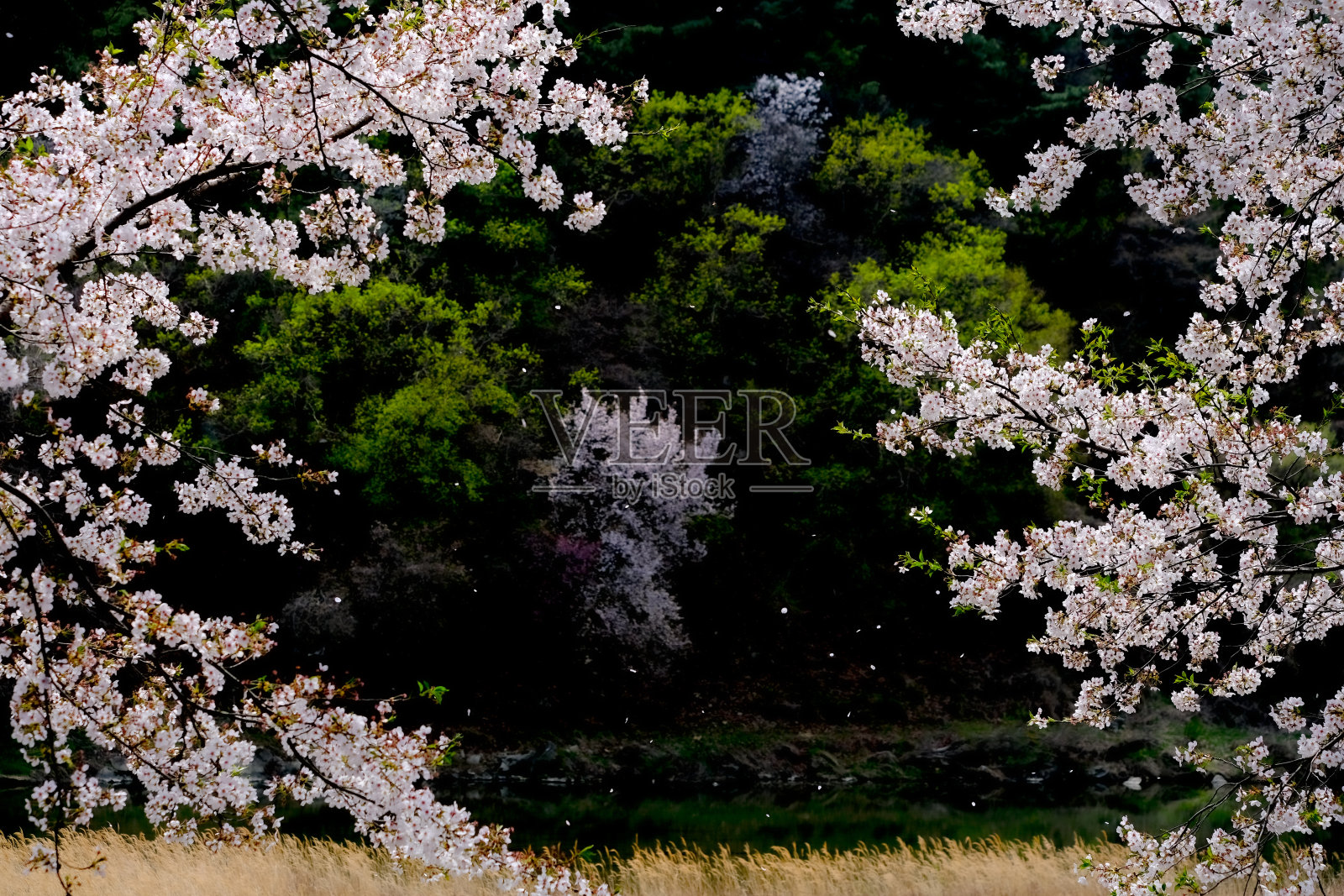 樱花照片摄影图片