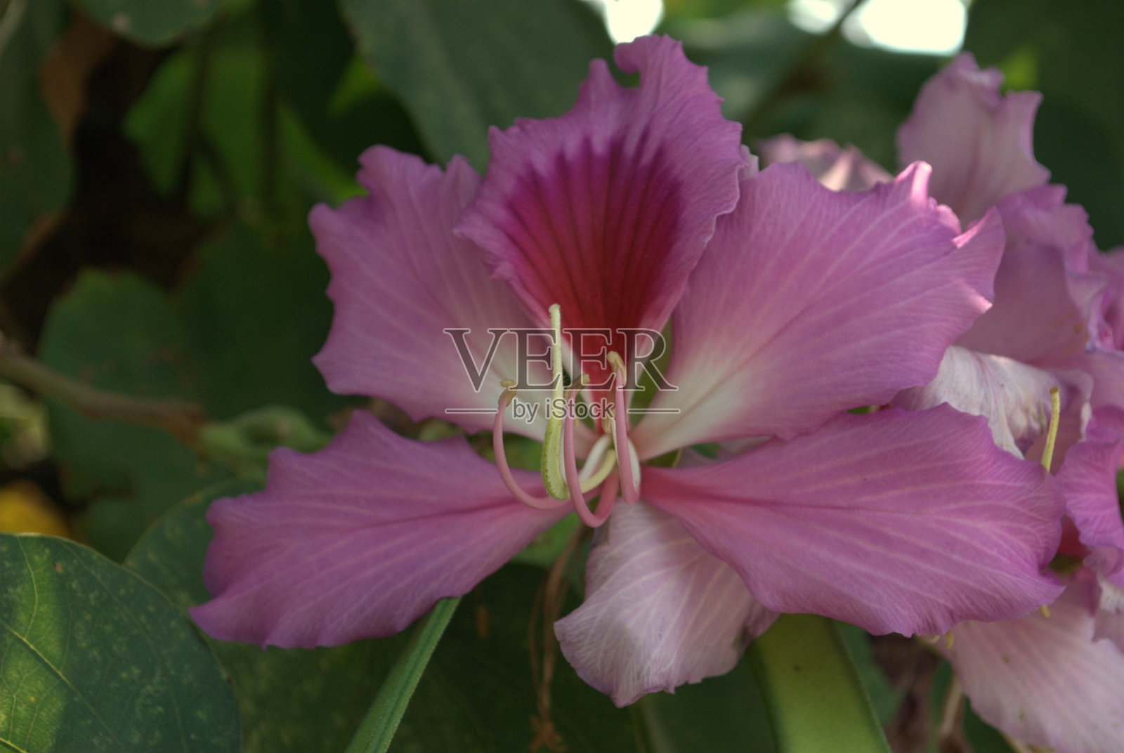 加拉加斯市花园里的花。照片摄影图片