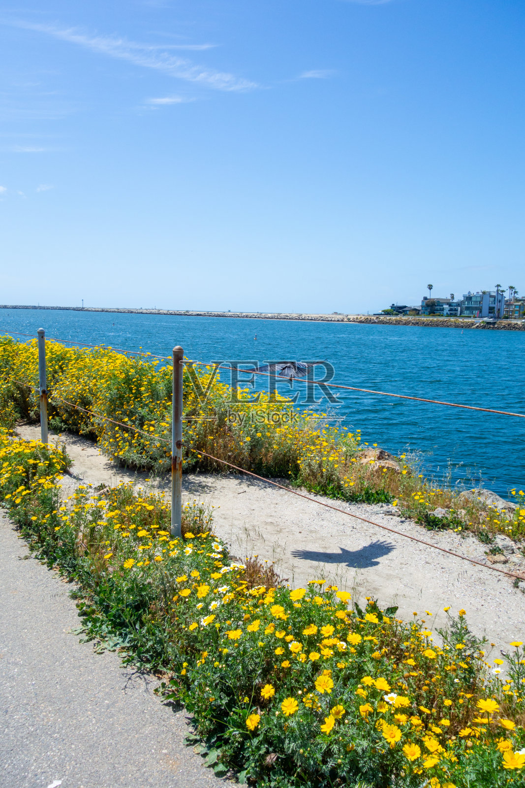Marina Del Rey的野花和乌鸦照片摄影图片